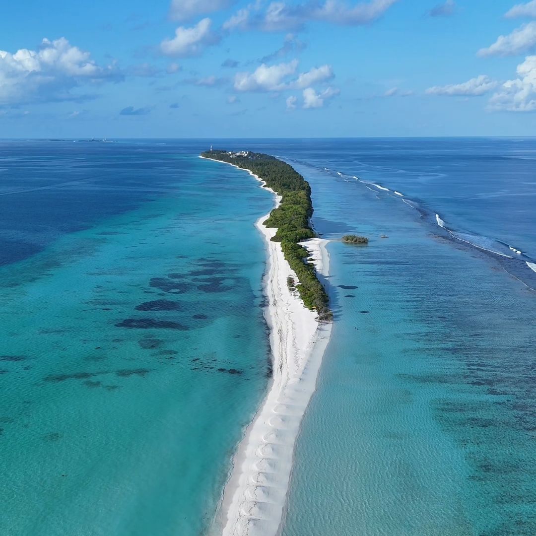 Nayade Blue - Fauna Marina